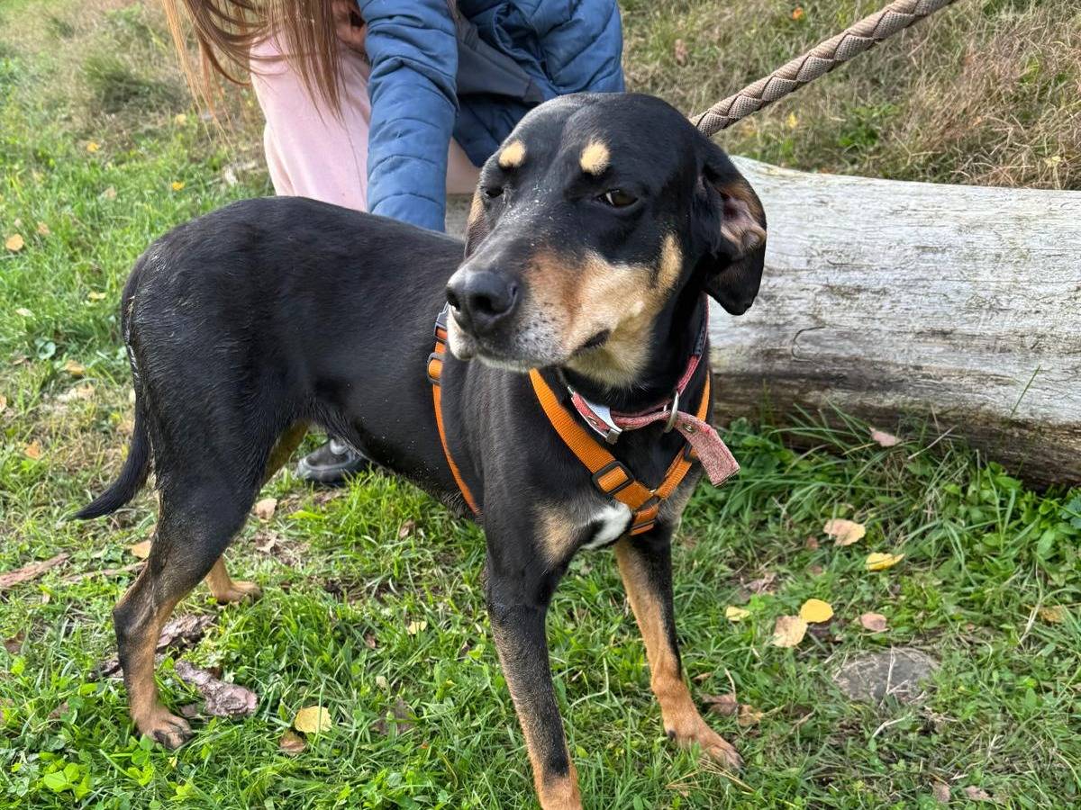 Vuoi adottare un cane a Milano?