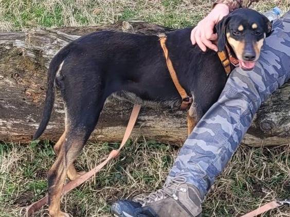 Adotta il cane SKYLAR a Milano