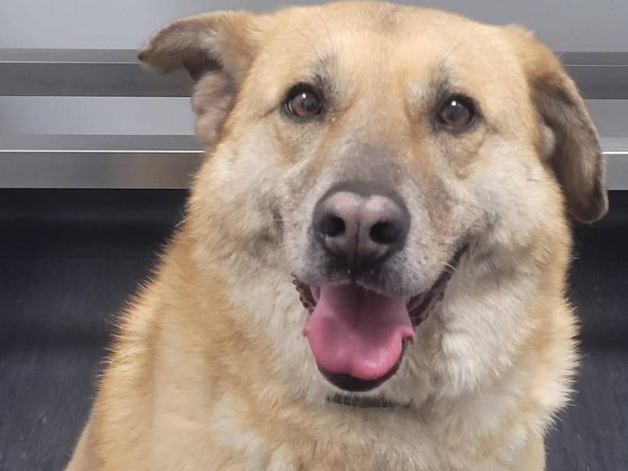 Adozione cane, femmina, Razza sconosciuta Razza sconosciuta, 4 anni e 1 mese, taglia media contenuta, Milano