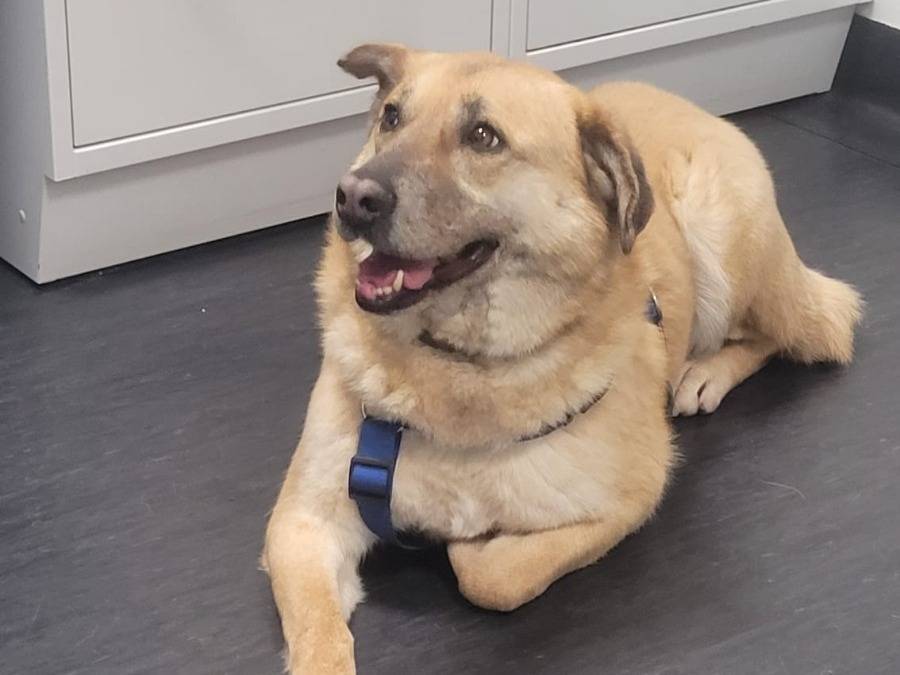 Adotta un cane, femmina, 4 anni e 1 mese, Milano