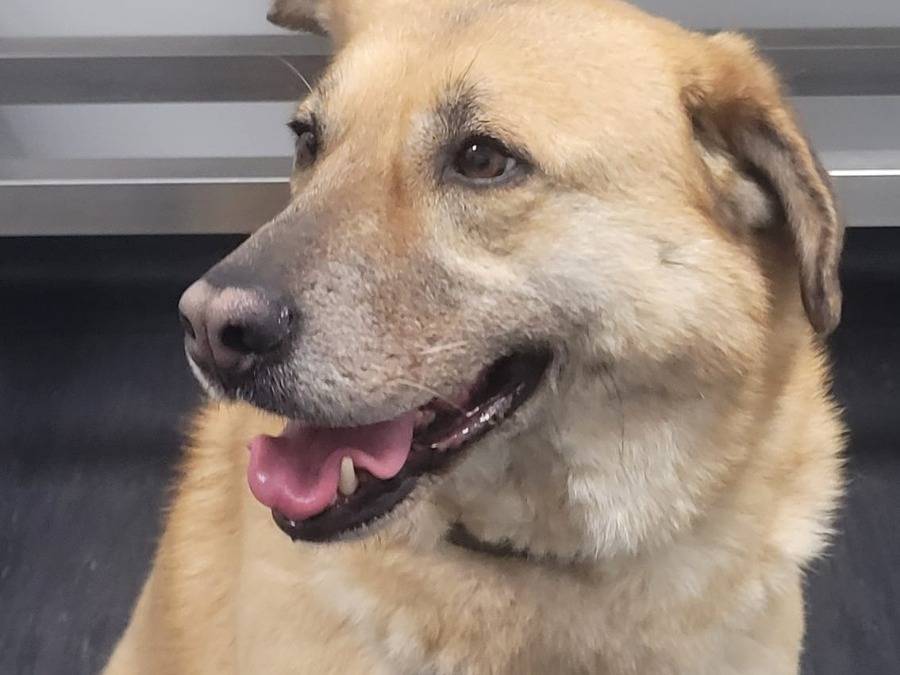 Adotta un cane, taglia media contenuta, femmina, Milano