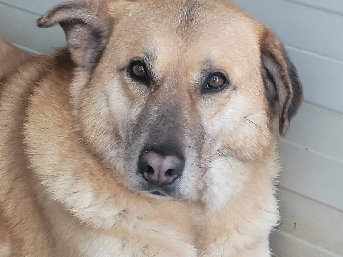 Adotta il cane RAJA a Milano