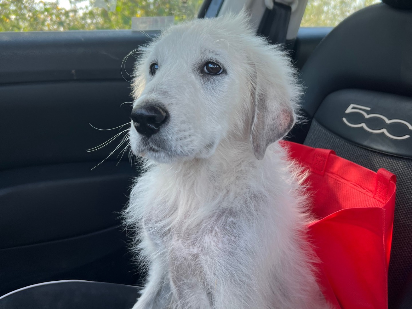 Adotta un cane, maschio, 3 mesi, Siracusa