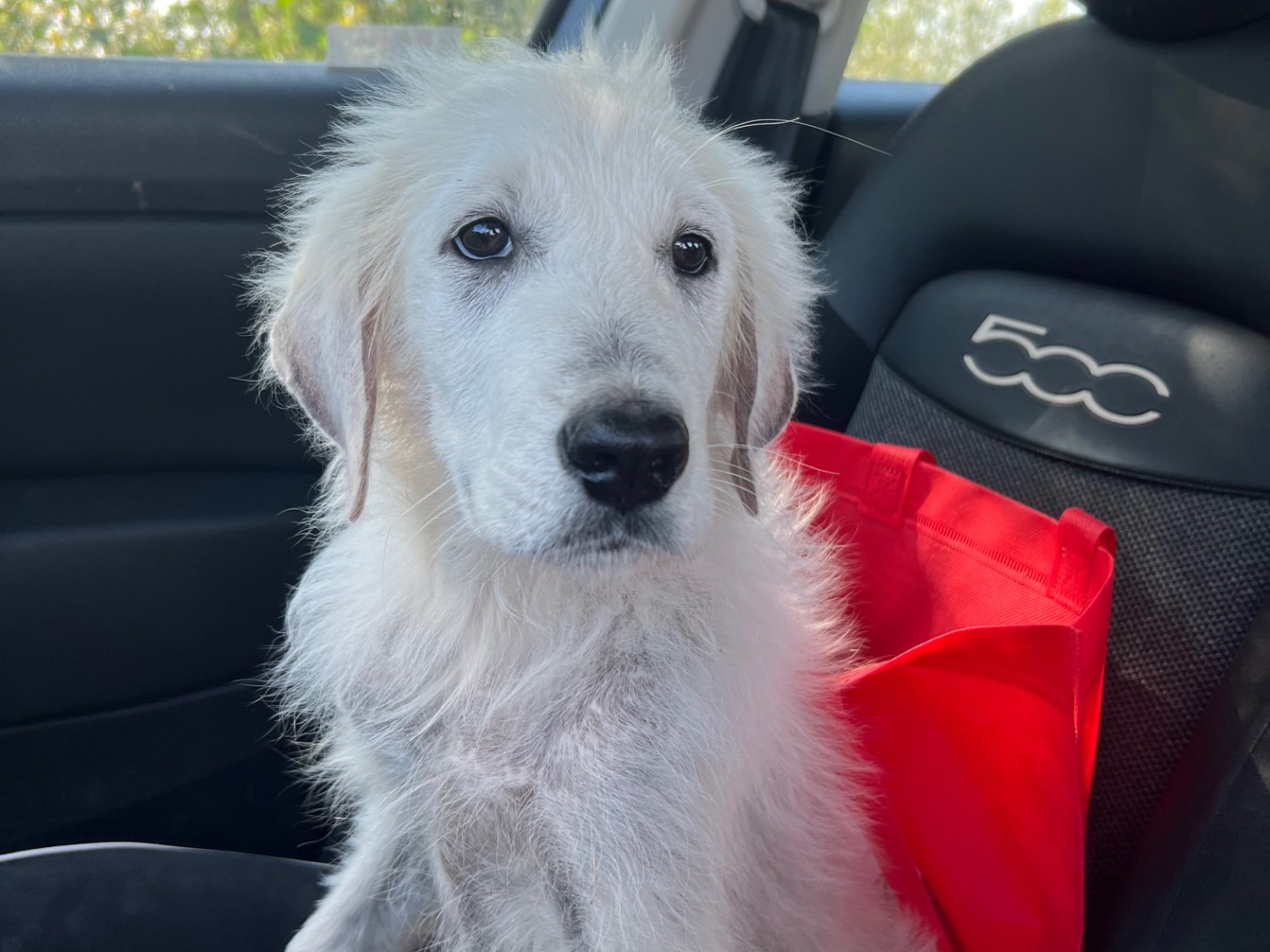 Adotta un cane, taglia media, maschio, Siracusa