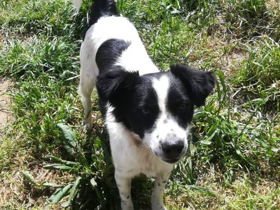 Adozione cane, maschio, Razza sconosciuta Razza sconosciuta, 1 anno e 1 mese, taglia media contenuta, Milano