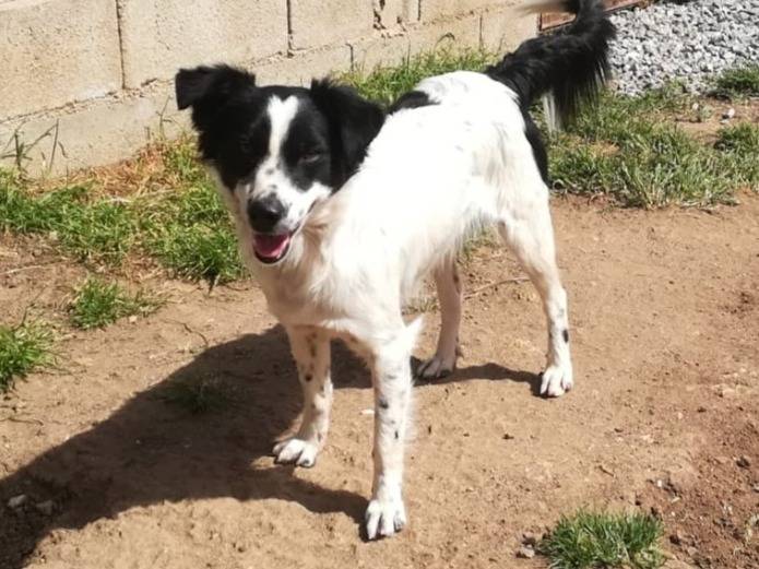 Vuoi adottare un cane a Milano?