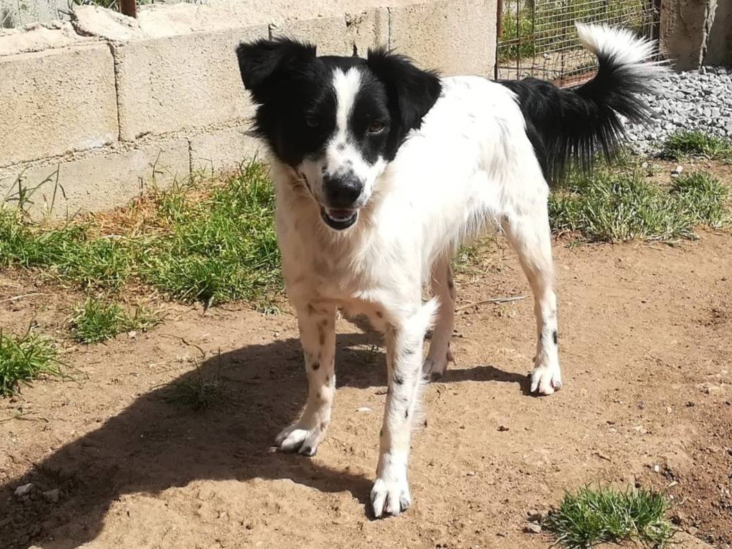 Adotta il cane UNA MAMMA PER TIMMY a Milano