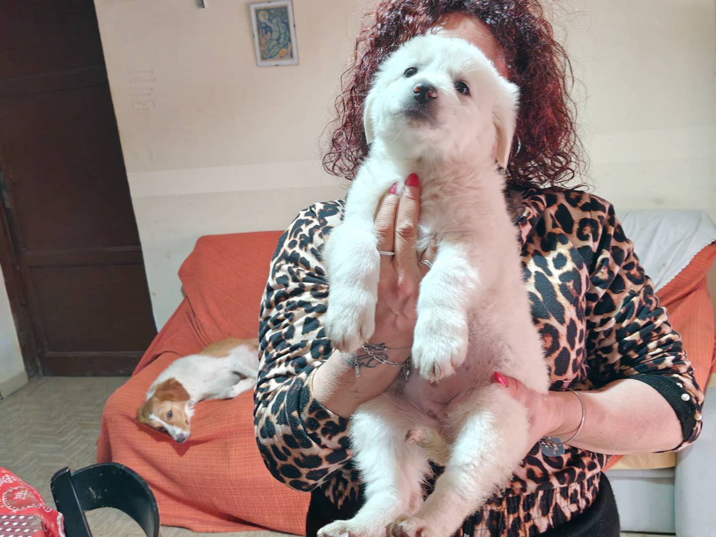 Adotta un cane, taglia grande, femmina, Trapani