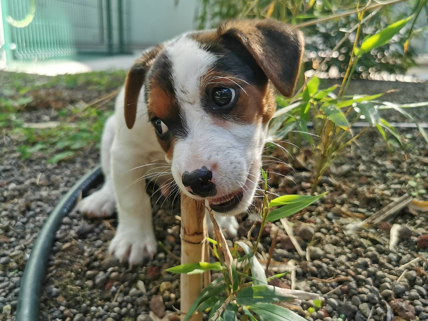 Adozione cane, maschio, Razza sconosciuta Razza sconosciuta, 3 mesi, taglia piccola, Cagliari