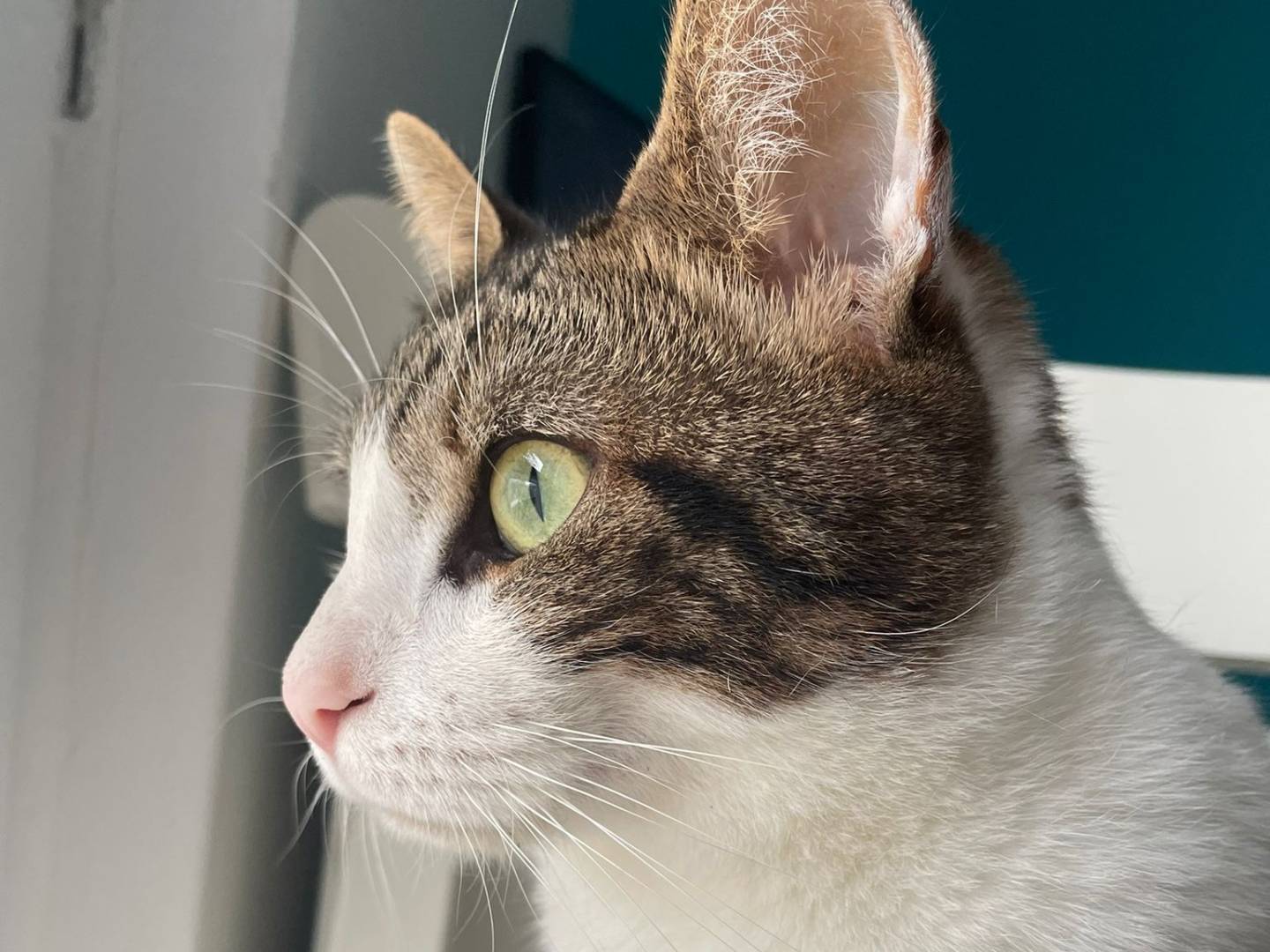 Adozione gatto, maschio, Razza sconosciuta Razza sconosciuta, 2 anni e 11 mesi, taglia non valida, Trieste