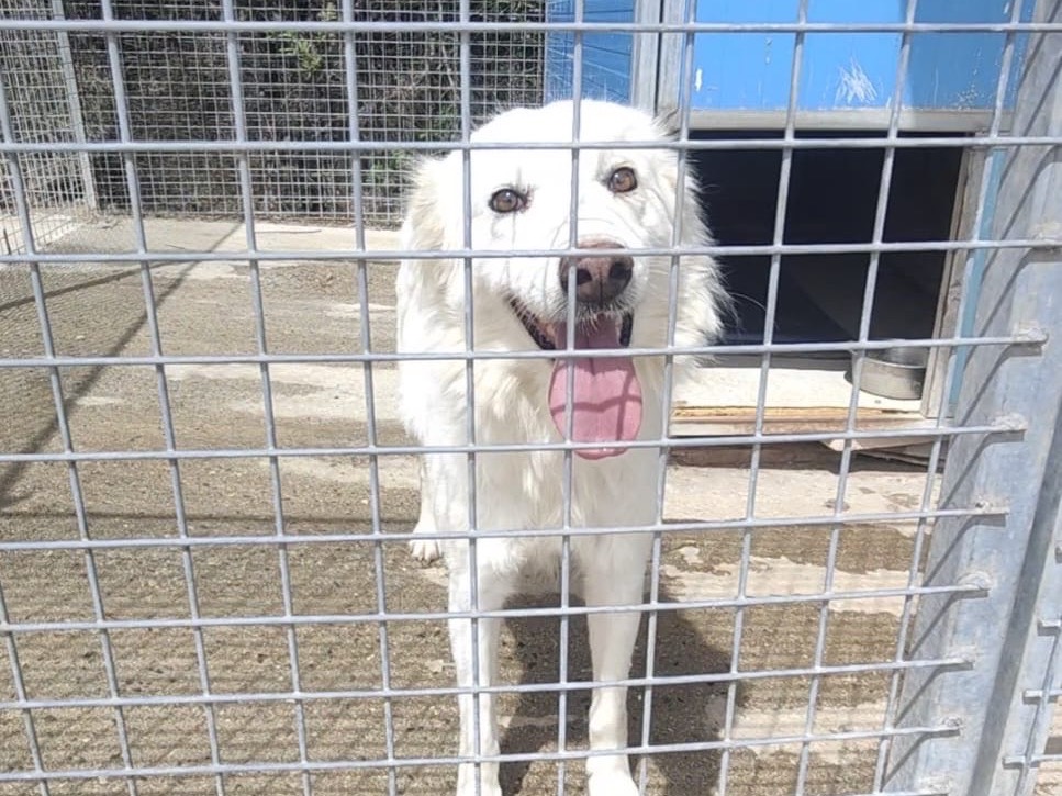 Adozione cane, femmina, Razza sconosciuta Razza sconosciuta, 5 anni e 3 mesi, taglia media, Vibo