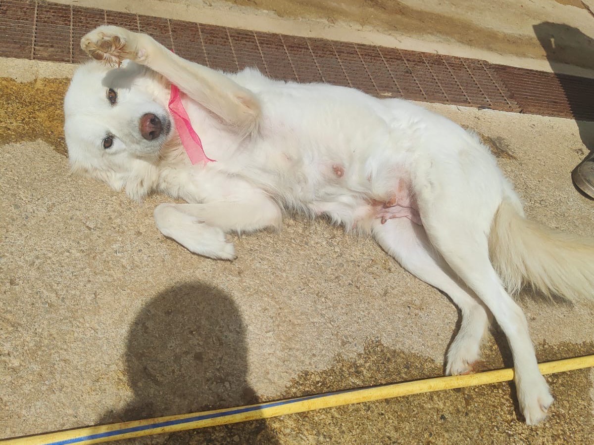 Adotta un cane, femmina, 5 anni e 3 mesi, Vibo