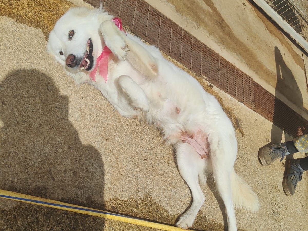 Adotta un cane, taglia media, femmina, Vibo