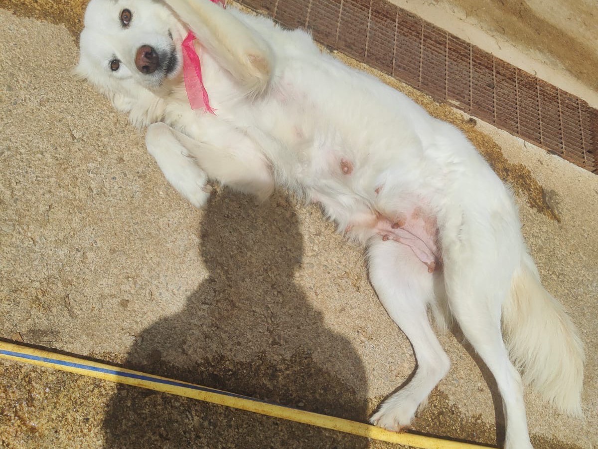 Vuoi adottare un cane a Vibo?