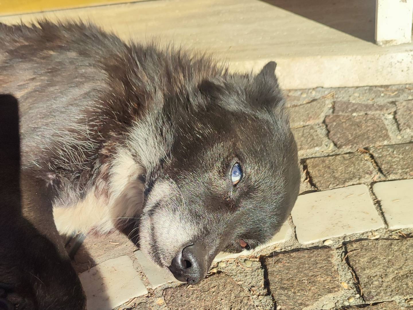 Adozione cane, femmina, Razza sconosciuta Razza sconosciuta, 7 anni e 3 mesi, taglia media contenuta, Roma