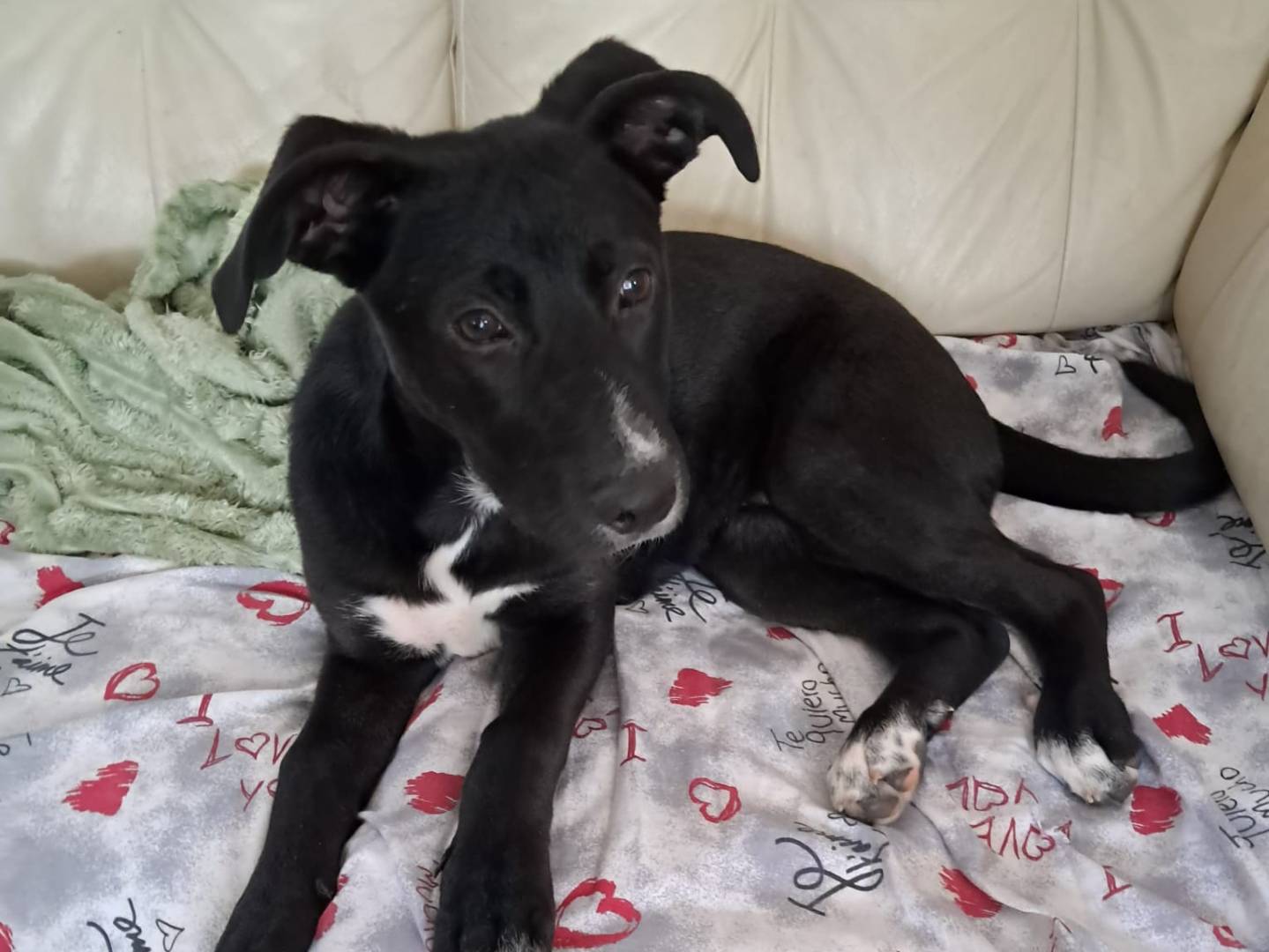 Adozione cane, femmina, Razza sconosciuta Razza sconosciuta, 6 mesi, taglia media, Treviso