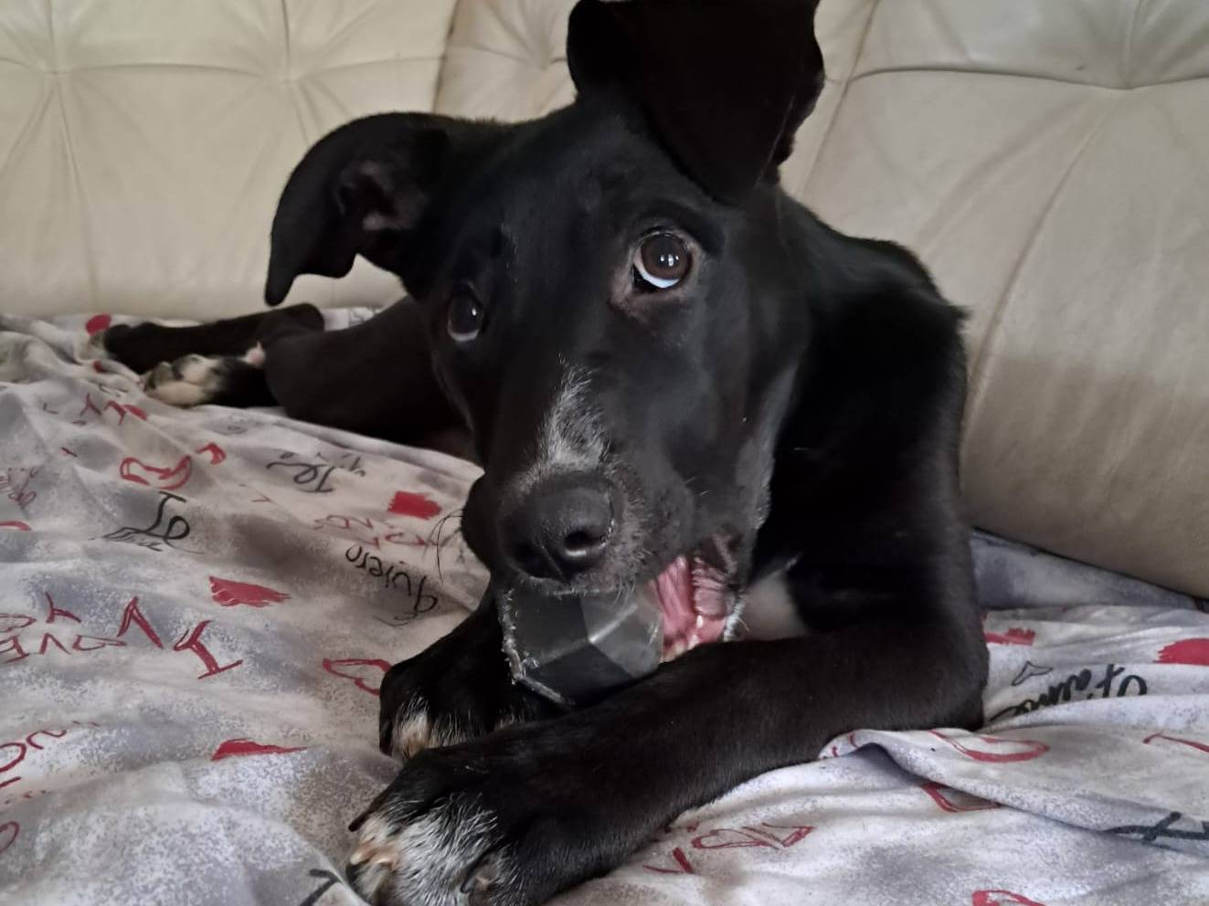 Adotta un cane, femmina, 6 mesi, Treviso