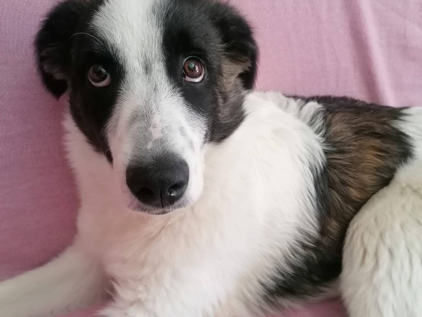 Adozione cane, femmina, Border Collie Razza sconosciuta, 3 mesi, taglia media, Roma