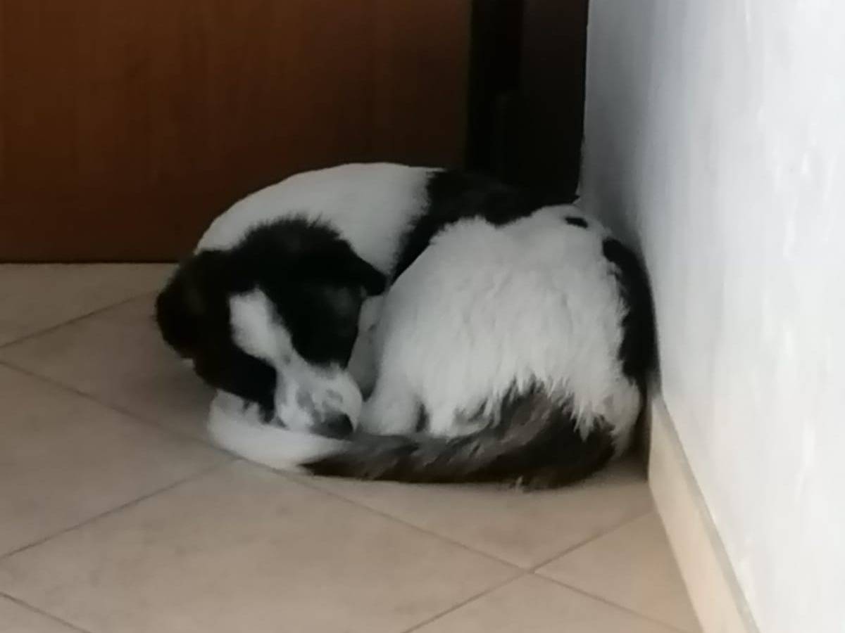 Adotta un cane, taglia media, femmina, Roma