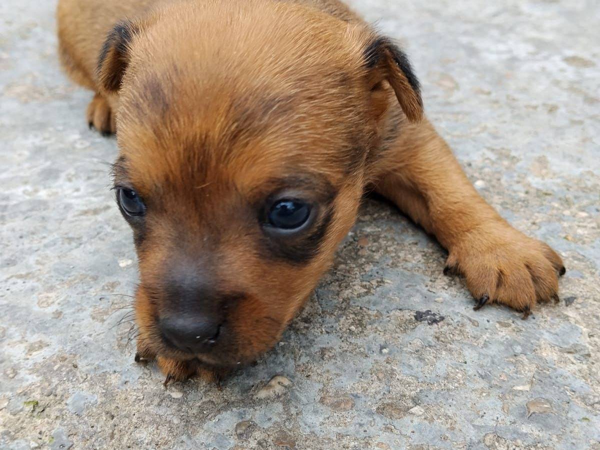 Adozione cane, femmina, Razza sconosciuta Razza sconosciuta, 1 mesi, taglia piccola, Latina