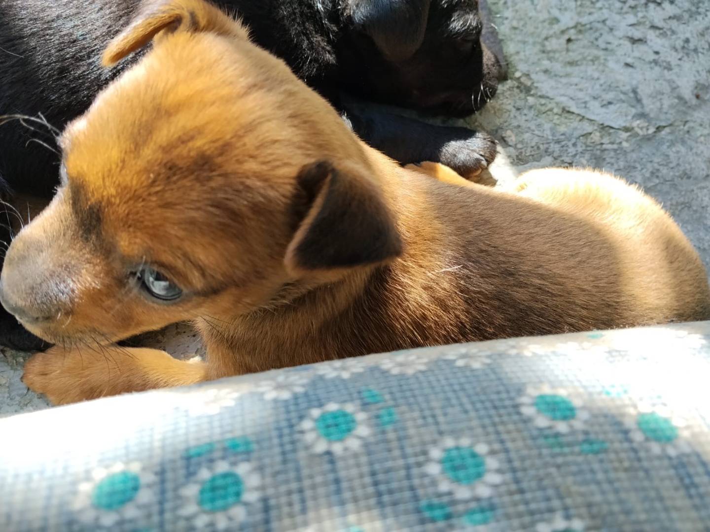 Adotta un cane, femmina, 1 mesi, Latina