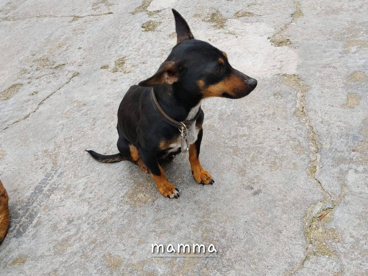 Adotta un cane, taglia piccola, femmina, Latina