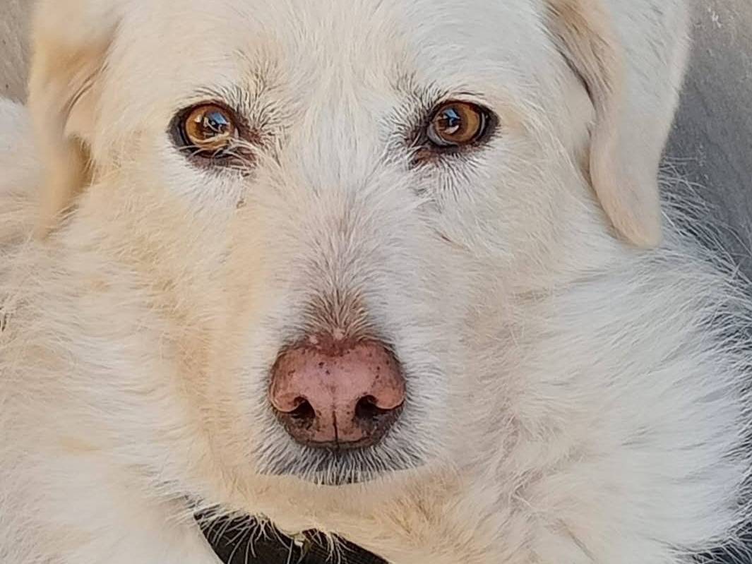 Adozione cane, femmina, Razza sconosciuta Razza sconosciuta, 9 anni, taglia media, Varese