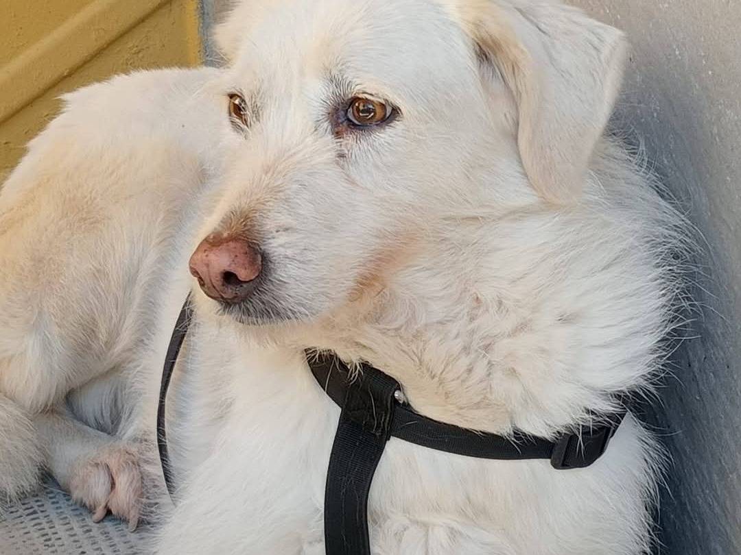 Adotta un cane, femmina, 9 anni, Varese