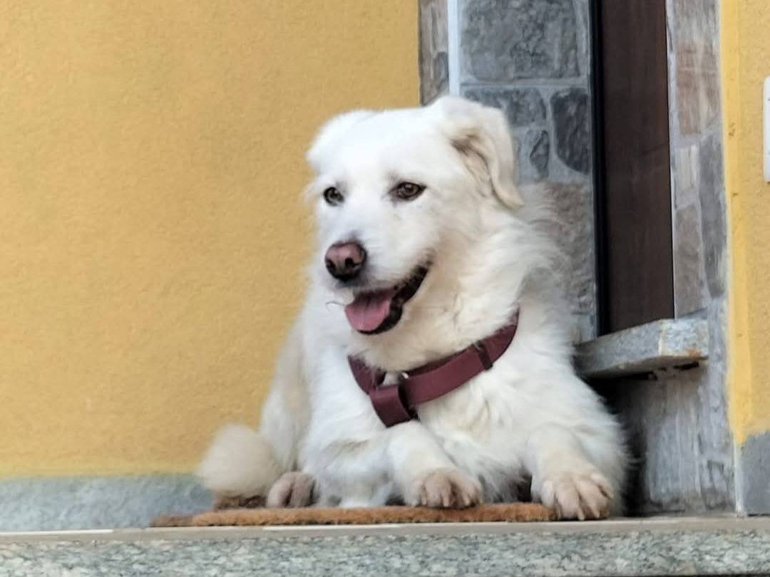 Vuoi adottare un cane a Varese?