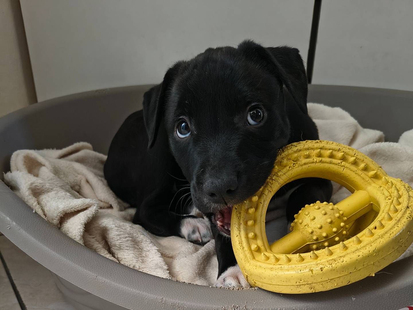 Adozione cane, femmina, Pitbull Pitbull, 2 mesi, taglia media, Napoli