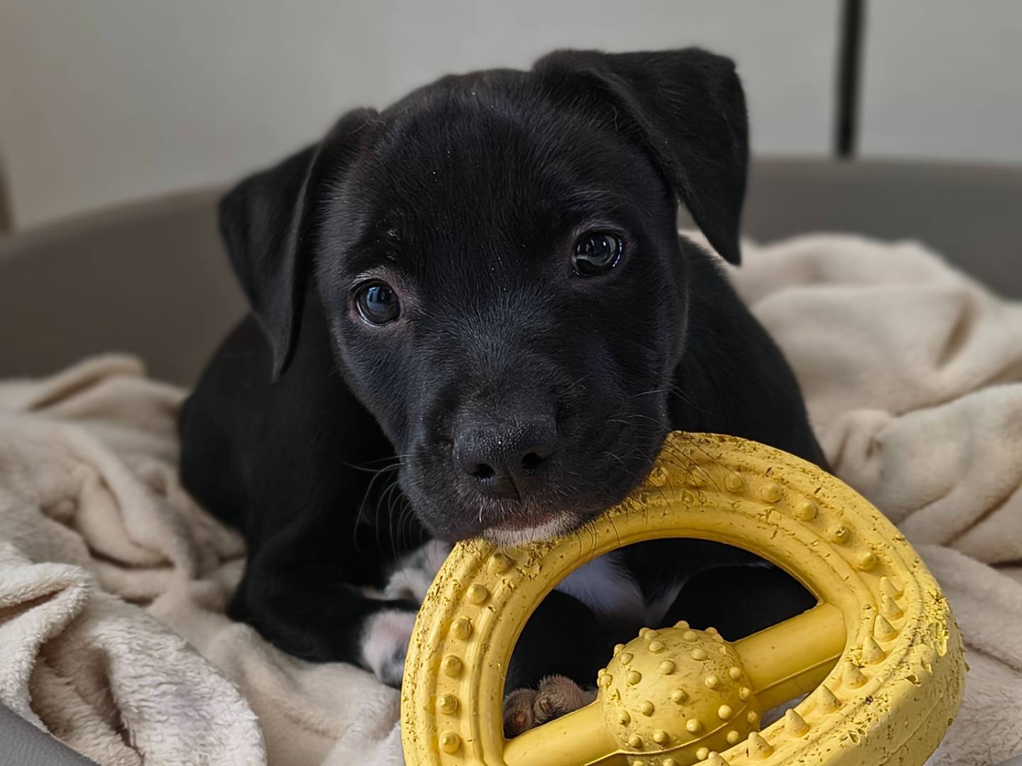 Adotta un cane, femmina, 2 mesi, Napoli
