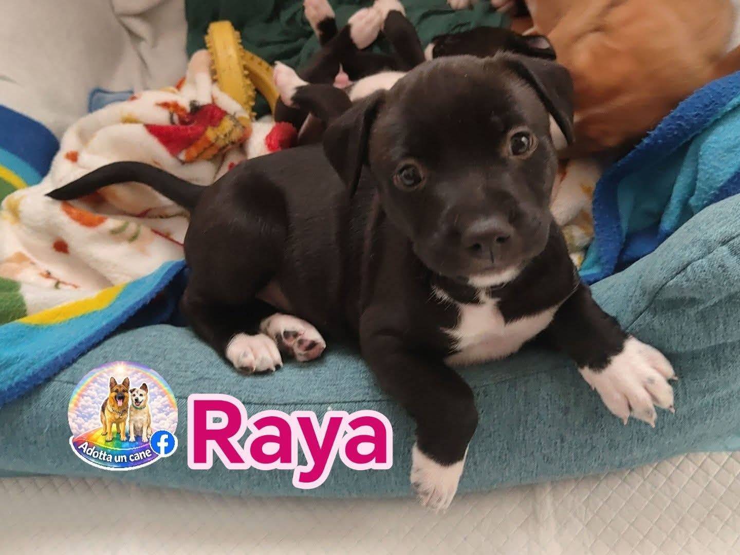 Adotta un cane, taglia media, femmina, Napoli