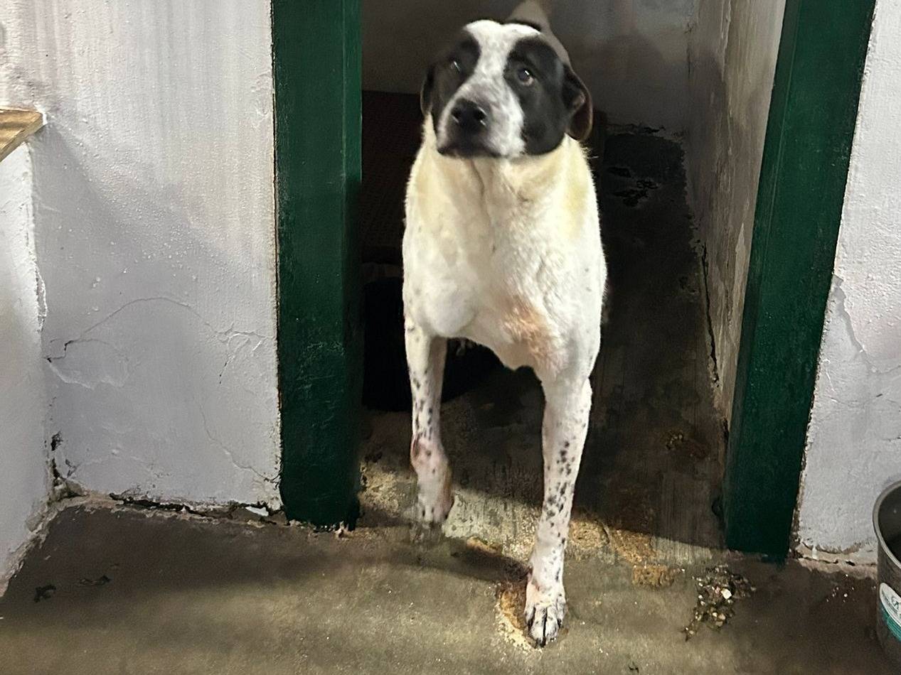 Adozione cane, maschio, Setter Inglese Pastore tedesco, 12 anni e 5 mesi, taglia grande, Napoli
