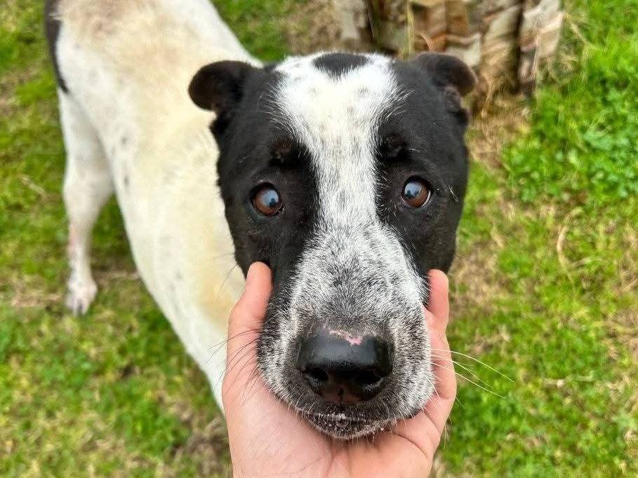 Adotta un cane, maschio, 12 anni e 5 mesi, Napoli