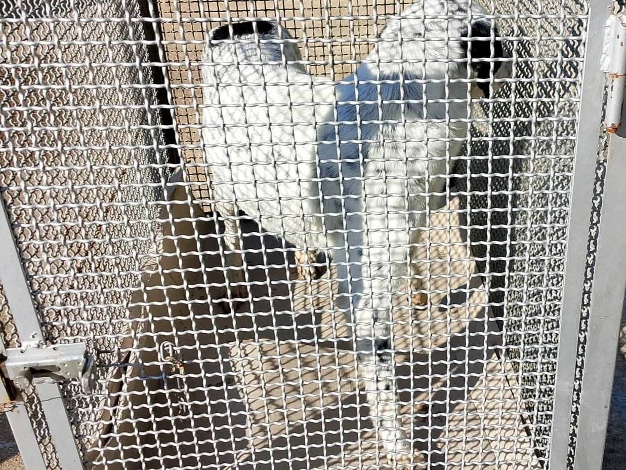 Adotta un cane, taglia grande, maschio, Napoli