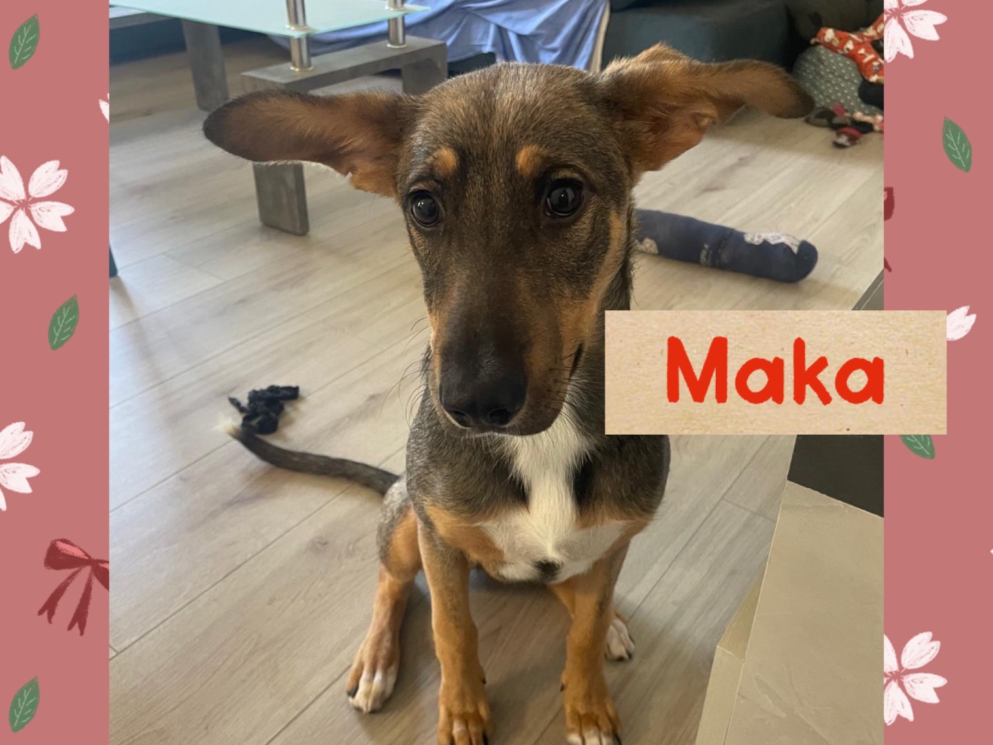 Adozione cane, femmina, Razza sconosciuta Razza sconosciuta, 6 mesi, taglia media, Genova