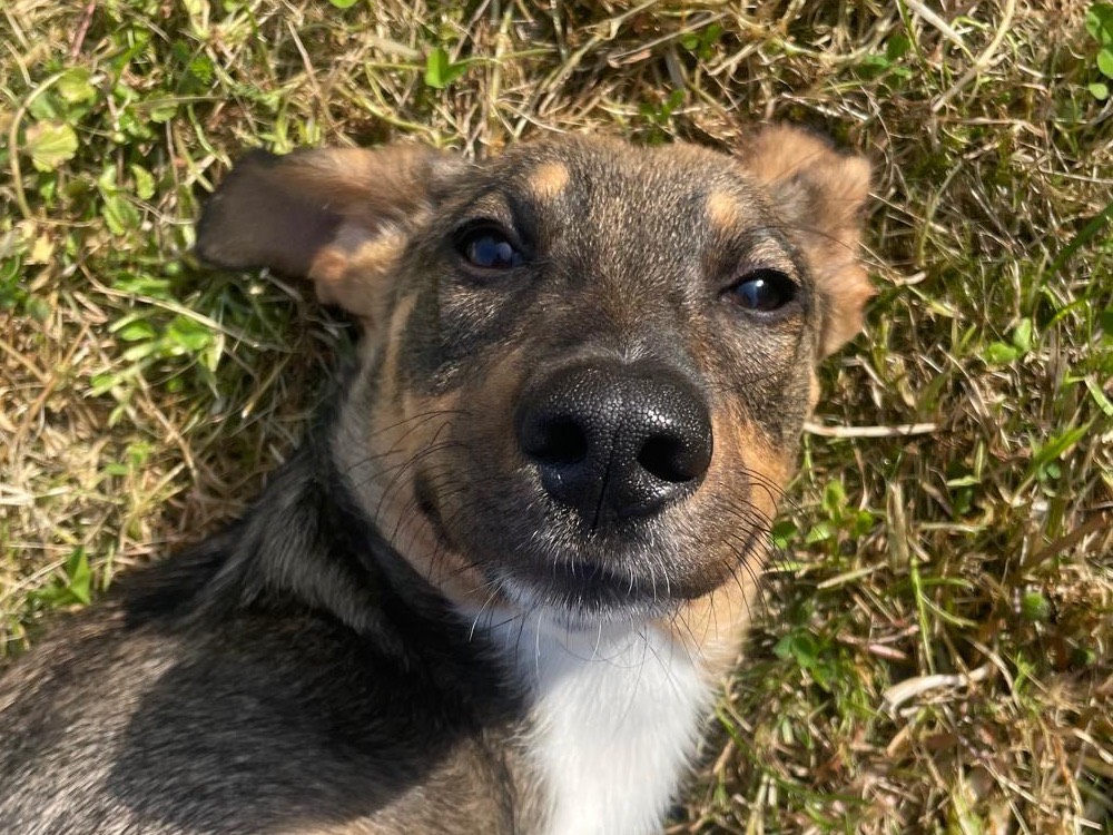 Adotta un cane, femmina, 6 mesi, Genova