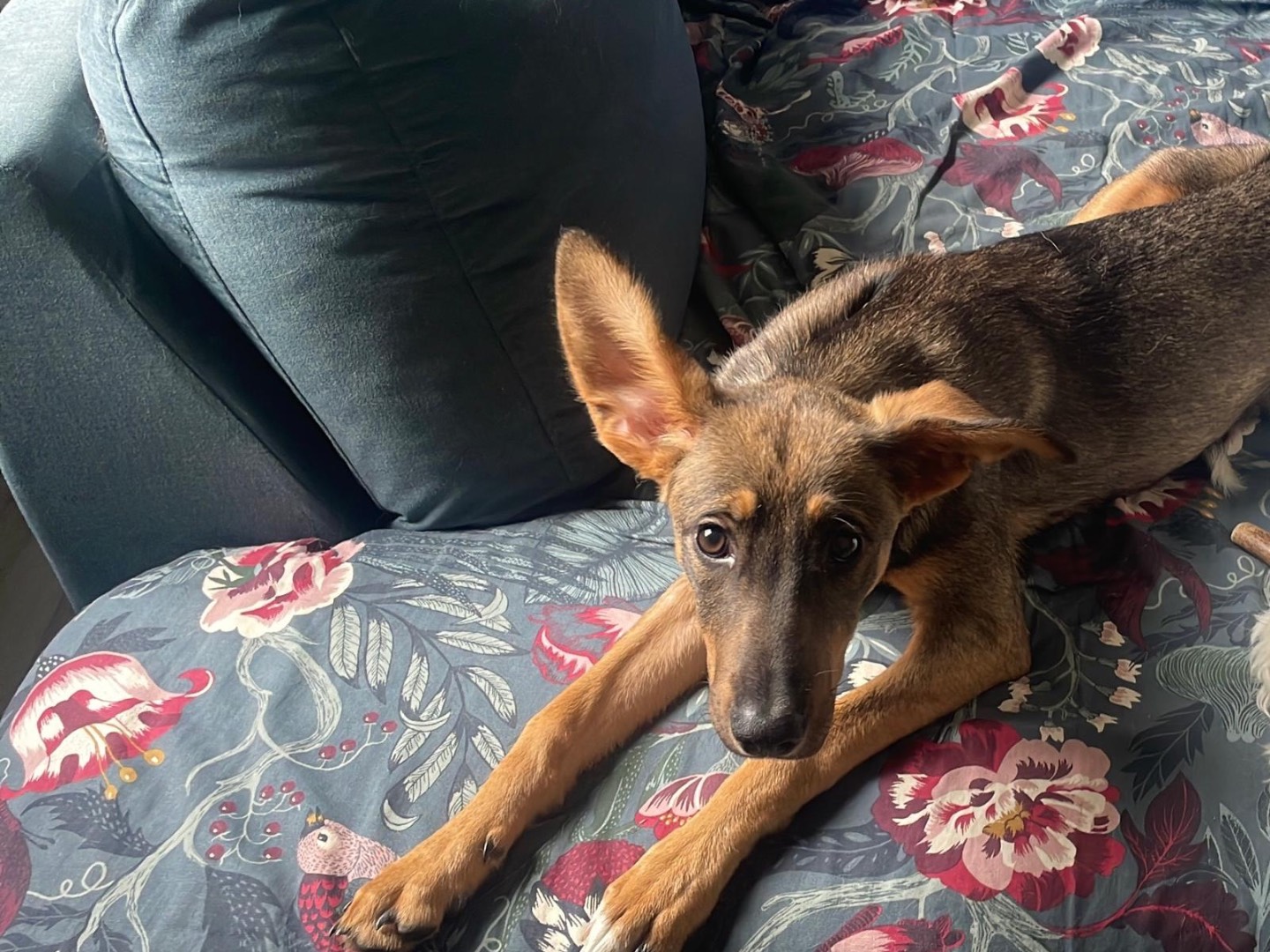 Adotta un cane, taglia media, femmina, Genova