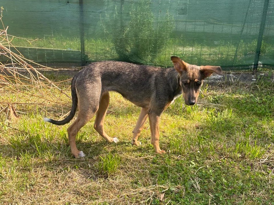 Adotta il cane Maka a Genova