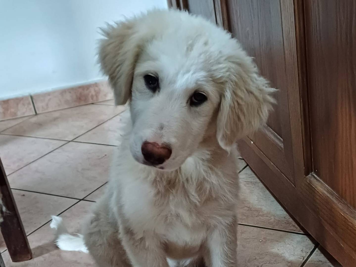 Adozione cane, femmina, Razza sconosciuta Razza sconosciuta, 3 mesi, taglia grande, Latina