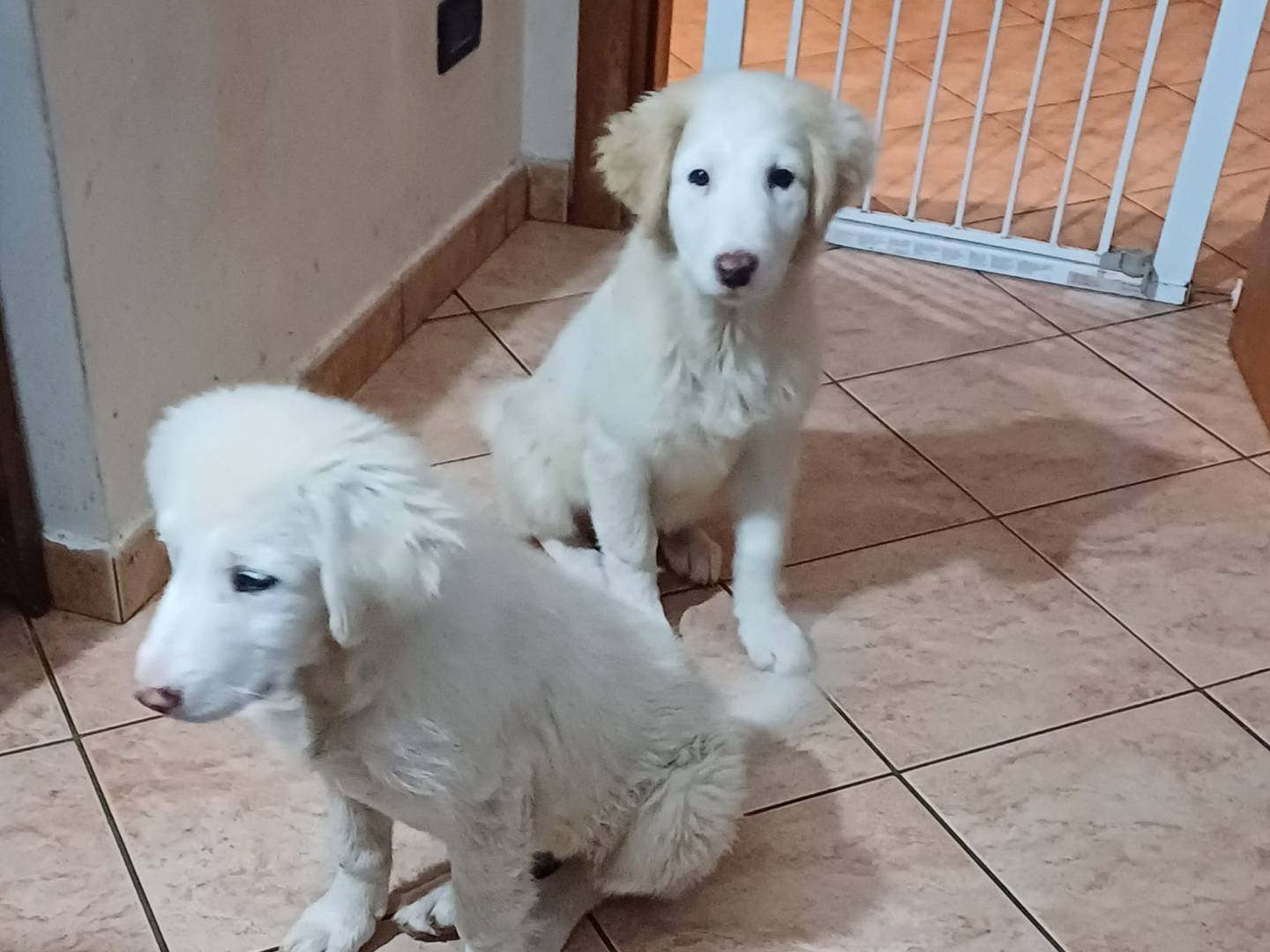 Adotta un cane, femmina, 3 mesi, Latina