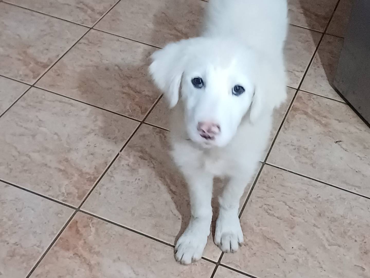 Adotta un cane, taglia grande, femmina, Latina