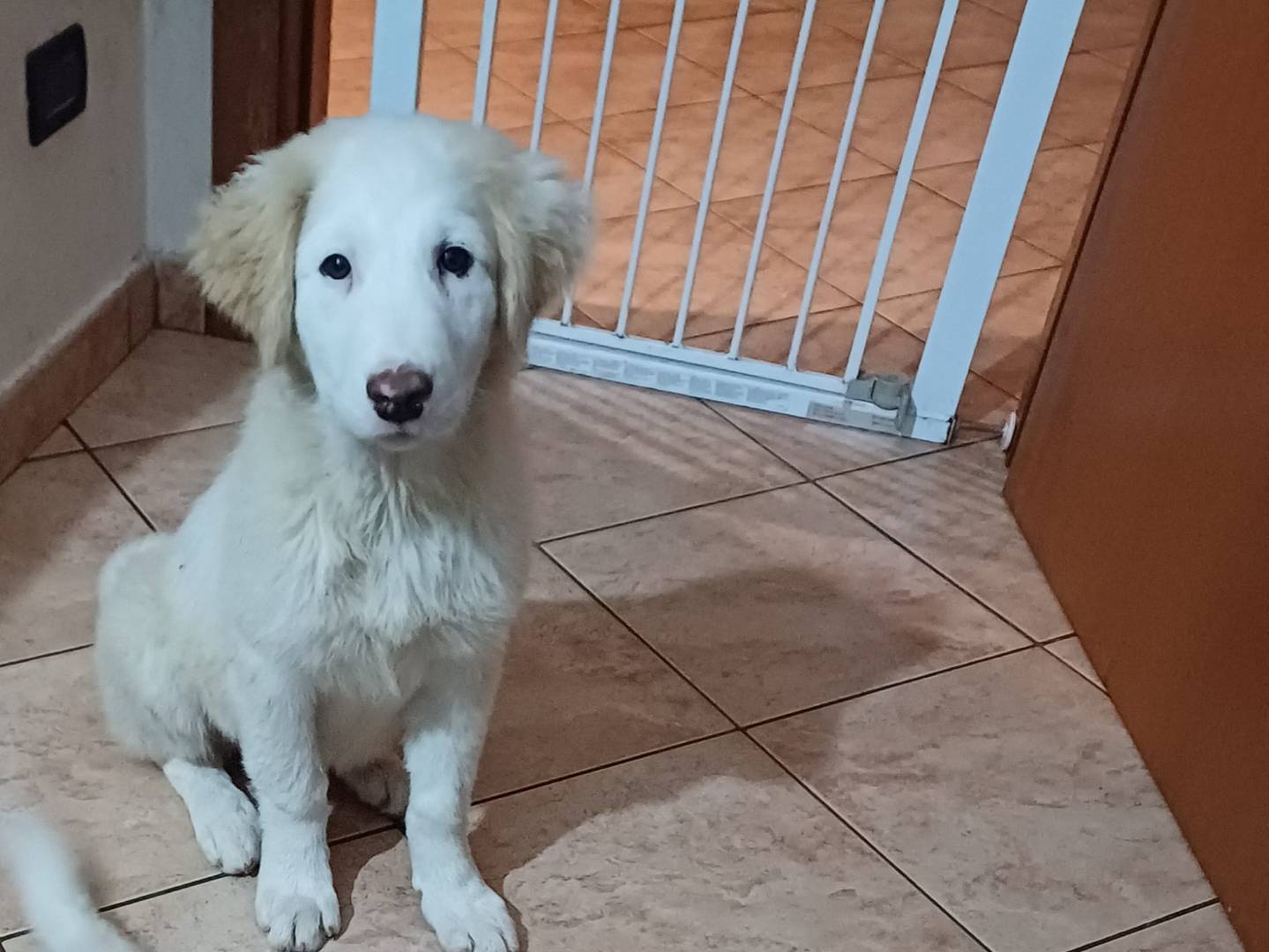 Vuoi adottare un cane a Latina?