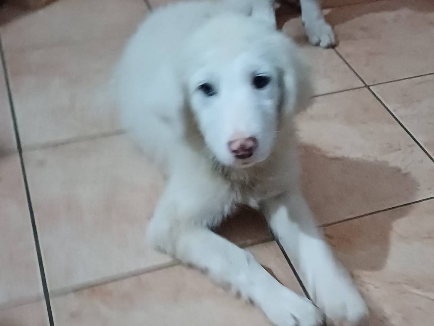 Adotta il cane Orchidea Gelsomina Margherita a Latina