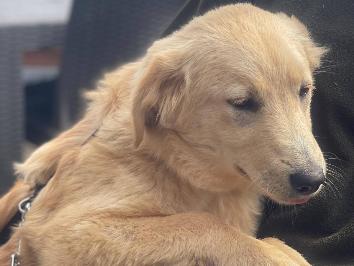 Adozione cane, femmina, Razza sconosciuta Razza sconosciuta, 8 mesi, taglia media, Pavia