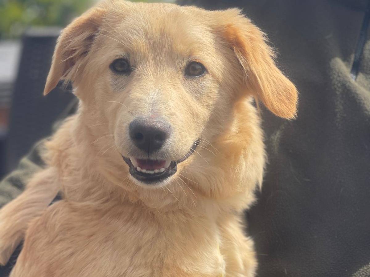 Adotta un cane, femmina, 8 mesi, Pavia