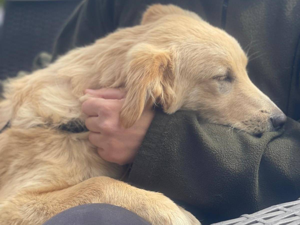 Adotta un cane, taglia media, femmina, Pavia