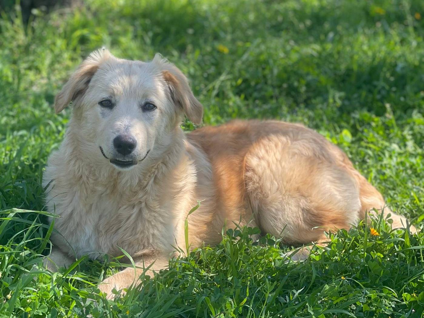 Vuoi adottare un cane a Pavia?