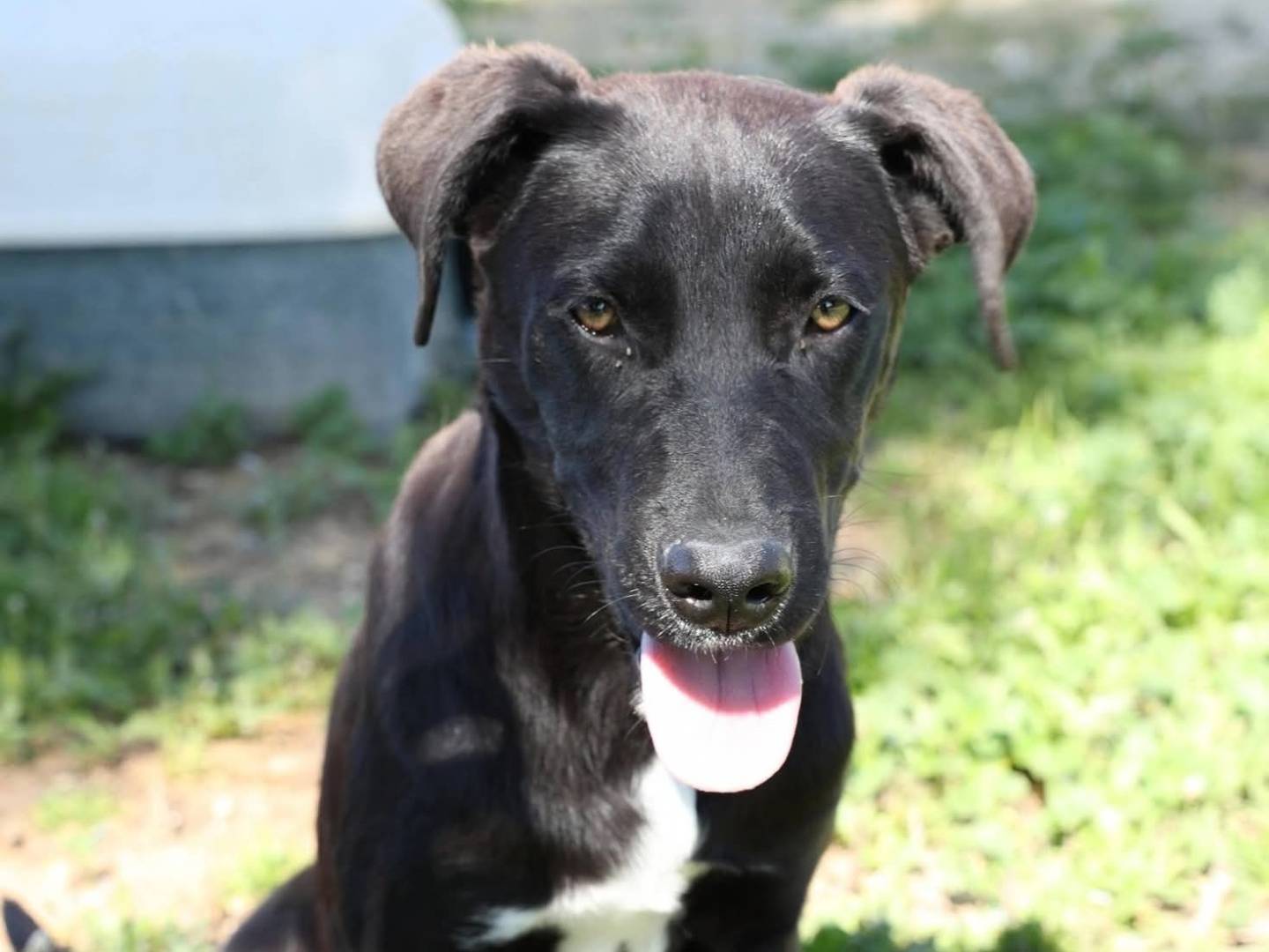 Adozione cane, femmina, Corso Razza sconosciuta, 7 mesi, taglia grande, Ragusa