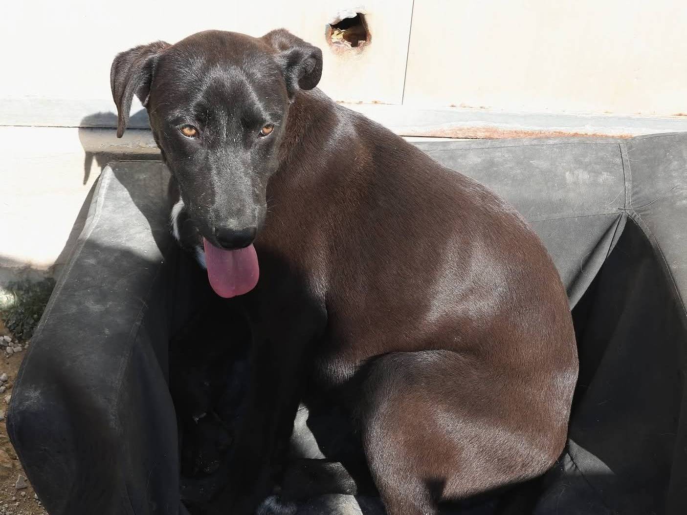 Adotta un cane, femmina, 7 mesi, Ragusa